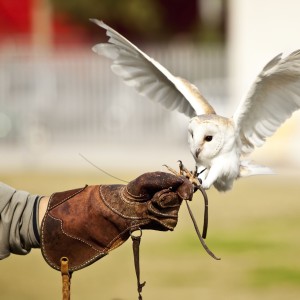 Falconry