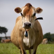 泽西的奶牛